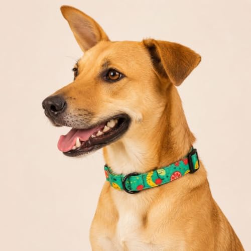 Image of Lana Paws Fruity Floof Fabric Dog Collar, Lightweight & Durable Belt for Small Dogs