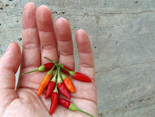 Pepper,Siling Labuyo,(10 Seeds) Filipino Bird's Eye Chili Very Rare,Super Hot!
