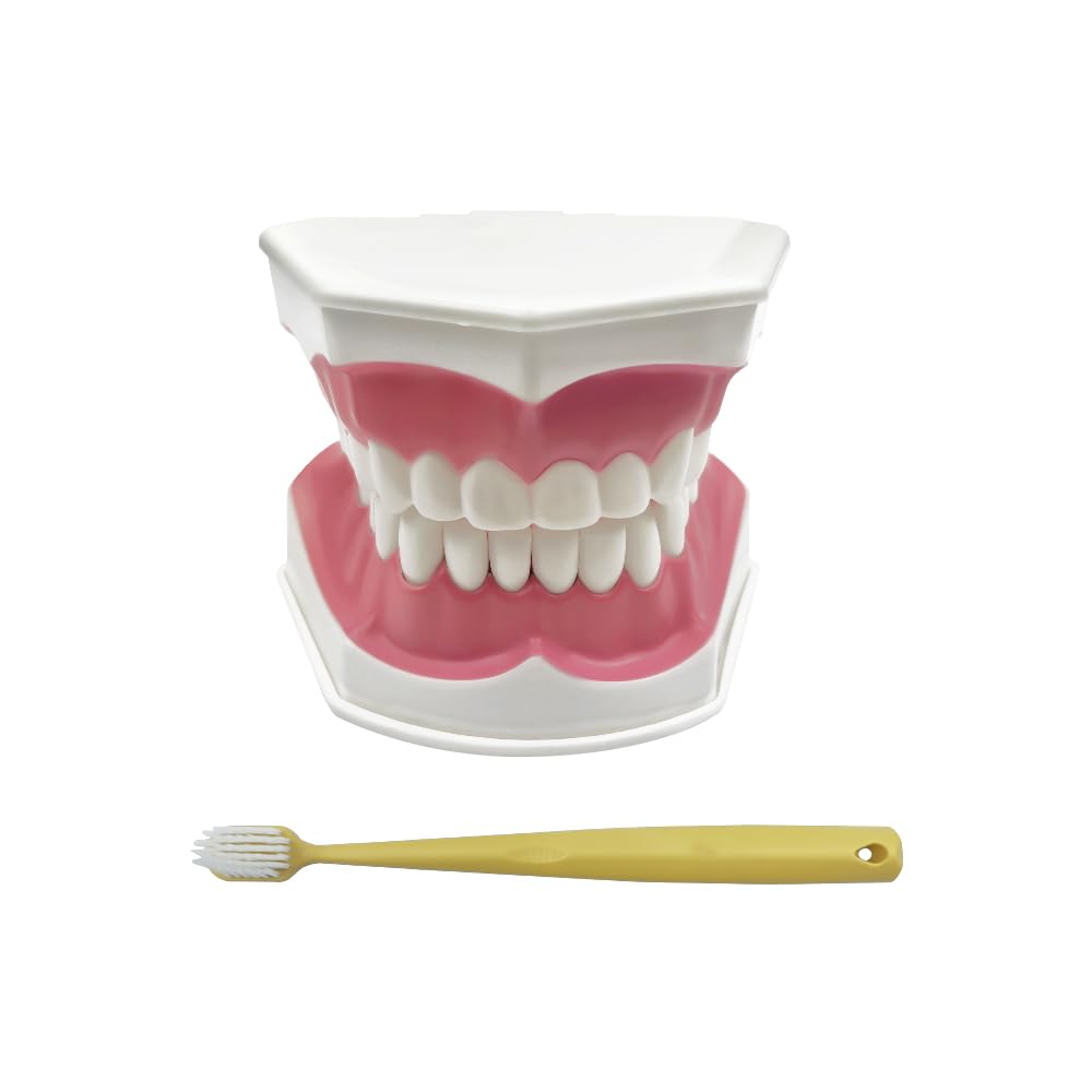 SENLIN DENTAL Teeth Model with Denture Toothbrush, Tooth Brushing Flossing Practice Model Demonstration Removable Lower Teeth for Kids, Dental Students, Educators (Normal Tooth Model with Tongue)