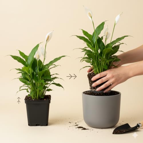 Image of Live Peace Lily Plant Combo (Pack of 2) - Dark Pink & Light Pink Flowering Plant with 3 Inch Black Plastic Pot | Indoor Plant for Home, Office & Living Room