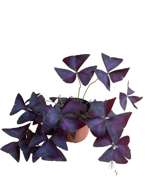 Trébol de la Suerte (Oxalis Triangularis) Natural Planta de Exterior de Color Púrpura