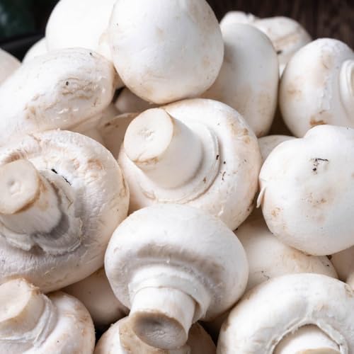 Semi di campione, esotiche giardino sul balcone regali sostenibili semi di invernali balcone serra rare vecchie varietà regali per gli amanti del 200pcs