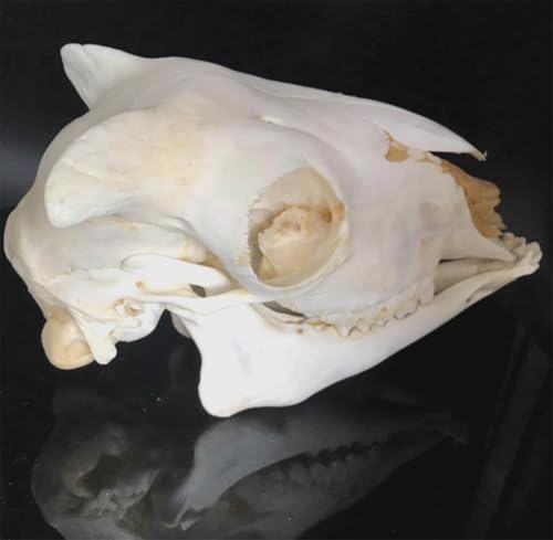 Crâne de mouton réplique de taille réelle moulage haute fidélité AMITD