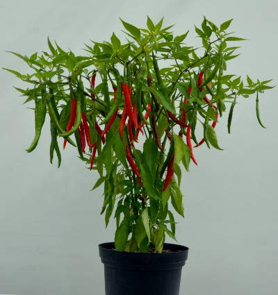 Green World Pusa Jwala Chilli/Mirch Seeds (10 Seeds) (B07QF8CHL4) Amazon Price History, Amazon Price Tracker