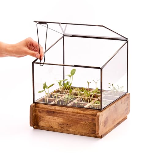 Modernes Gewächshaus als Deko, für Anzucht & für Kräuter | Aus Glas, recyceltem Holz und Metall | Zimmergewächshaus als Dekoration | 31 x 26 x 29 cm |