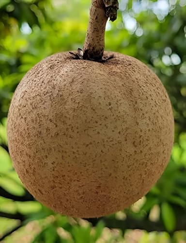 Image of All-Time12 Months Hybrid Grafted Guti Kolom Live Fruit Plant Original & Authentic Organic Tree for Outdoor Fast-Growing Fruit Plant Home Pack Of-1 (Cricket Ball Chiku Plant, Medium)