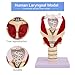 Larynx Functional Model, 3X Magnified Pharynx Larynx Functional Demonstration, Movable Epiglottic Cartilage, with 24 Digital Markers, for Clinical Anatomy Research