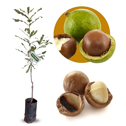 Muda De Noz Macadâmia Enxertada Para Produzir