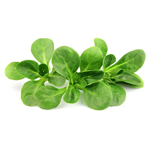 Semi VALERIANA D'OLANDA In Busta Ermetica MADE IN ITALY Qualità superiore con 95% di germogliazione con istruzioni