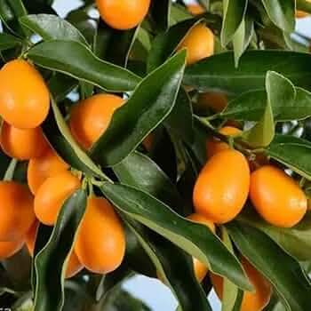 Image of All-Time12 Months Hybrid Grafted Guti Kolom Live Fruit Plant Original & Authentic Organic Tree for Outdoor Fast-Growing Fruit Plant Home Pack Of-1 (Sweet Lemon Fruit Plant, Medium)