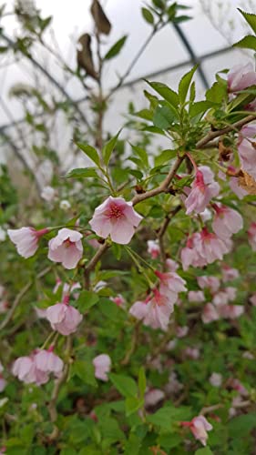 Prunus incisa 'Kojo No Mai' / à fleurs du Japon nain/Conteneur de 2 à 2.9 litres/Arbuste...