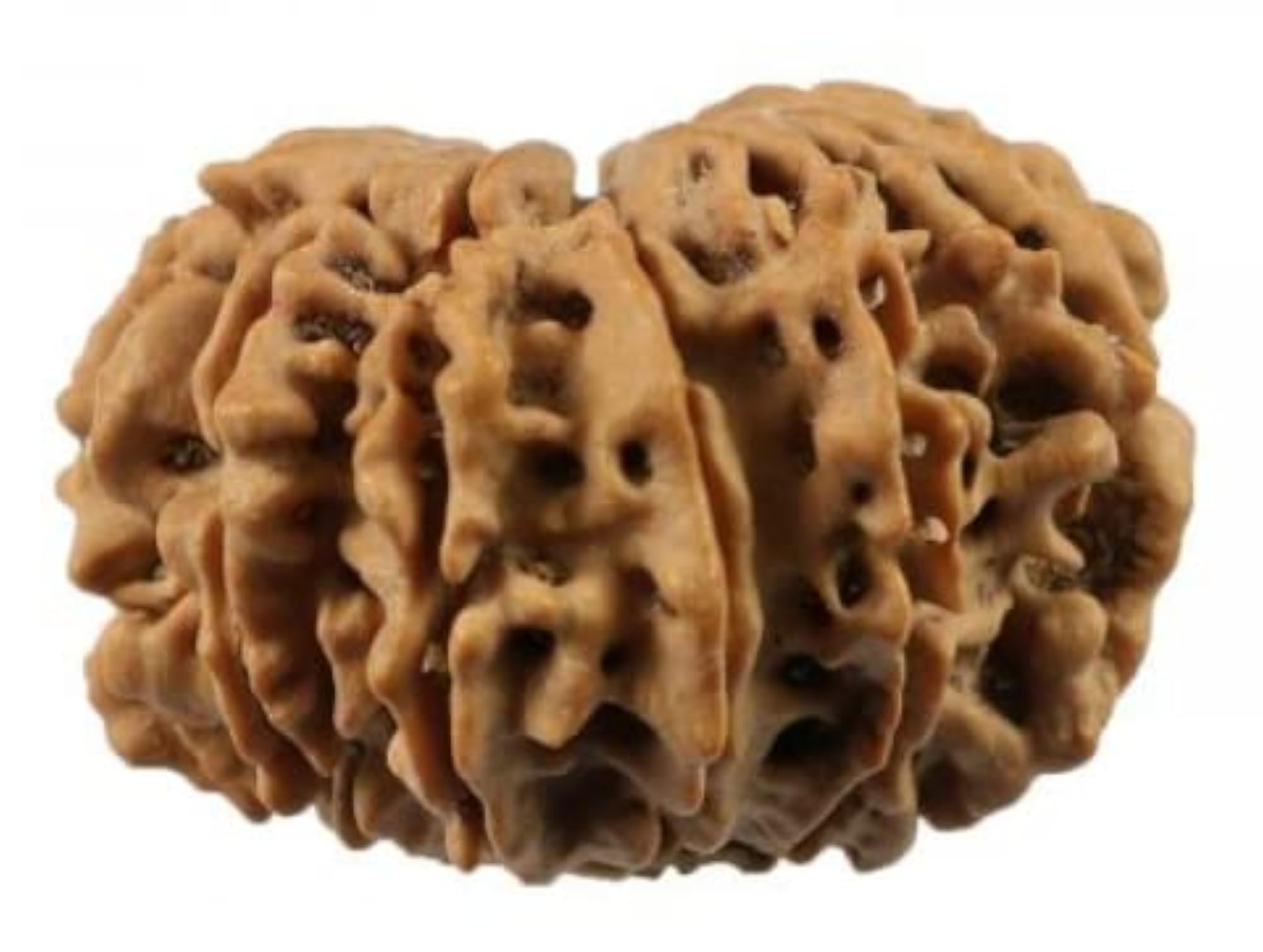 11 Mukhi Rudraksha Bead, Natural Shaped & Colour Certified