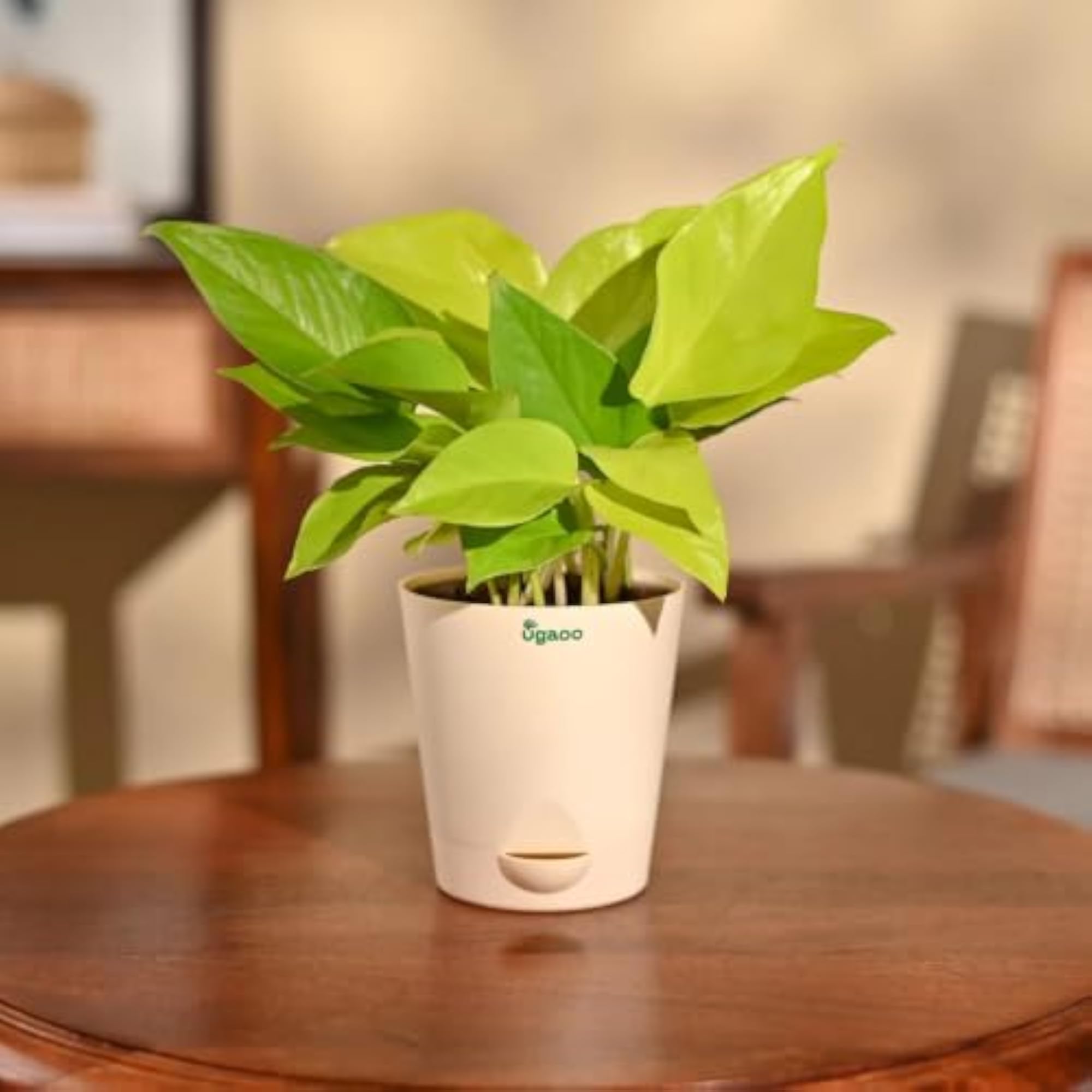 Golden Money Plant Indoor with Self Watering Pot