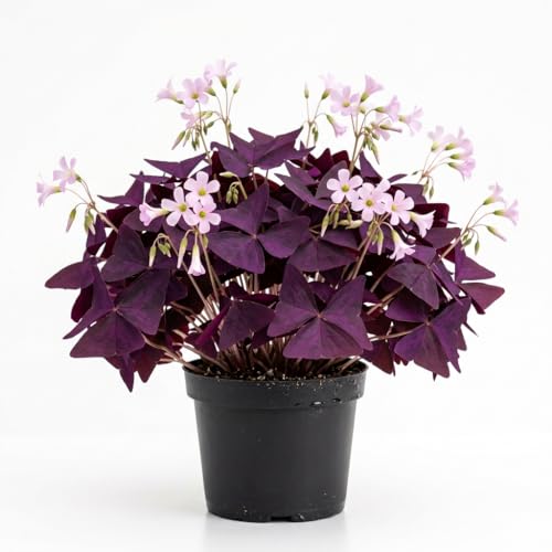 Oxalis Triangularis Live Plant Purple Shamrock Love Plant Ornamental Plants 4 Pot