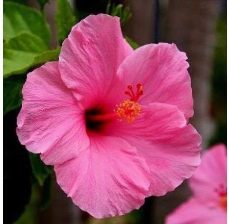 Baby Plants - Live Hibiscus Plant Pink Color Flower with Plastic Pot