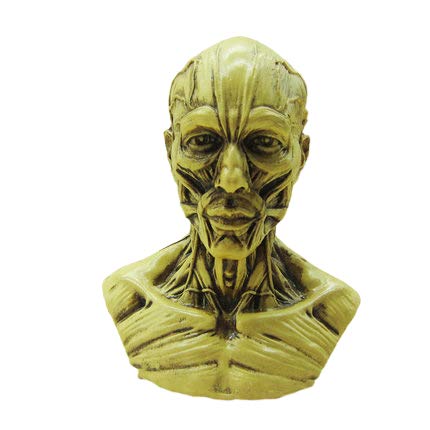 BONEW Human Model Craft Anatomy Skull Head Muscle Bone Medical Artist Drawing Study Model (White)