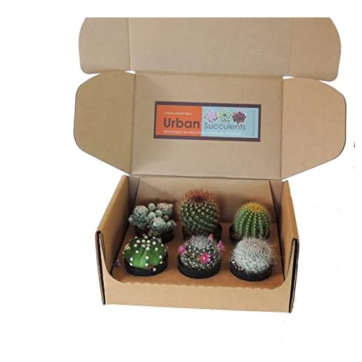 6 Unidades de Mini Cactus Naturales Plantas de Interior o Exterior