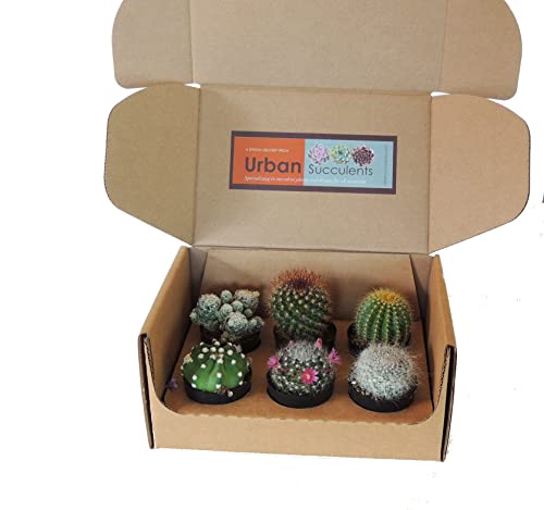 6 Unidades de Mini Cactus Naturales Plantas de Interior o Exterior