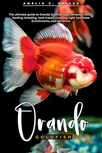 ORANDA GOLDFISH: The ultimate guide to Oranda Goldfish care