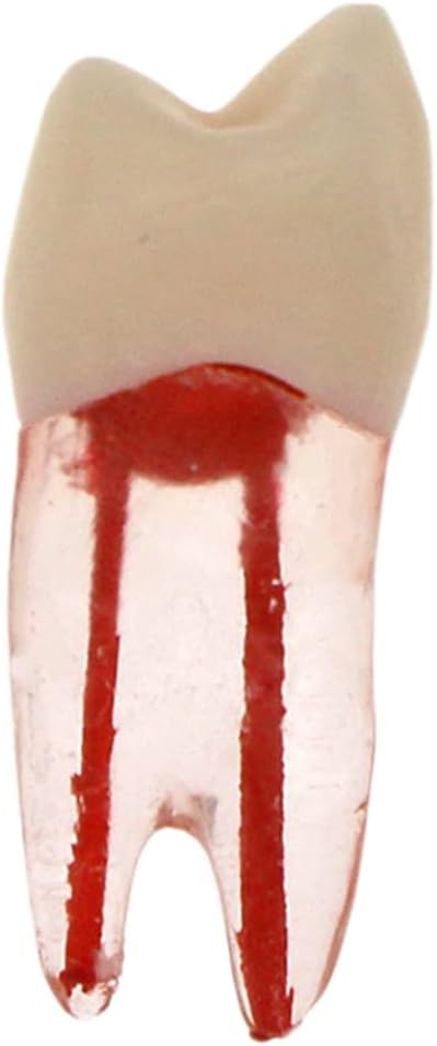 10Pcs Dental Endodontic Root Canal RCT Practice Endo Teeth Tooth Model Pulp study (Mix)