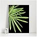 Produktbild NIEMENGZHEN Kunstdruck auf Leinwand Moderne Poster und Drucke Wandbilder Leinwandbild Bambusblätter Bilder -50x70cm Ohne Rahmen
