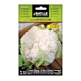 Semi Batlle – Cavolfiore