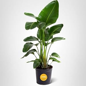 Costa Farms White Bird of Paradise ...