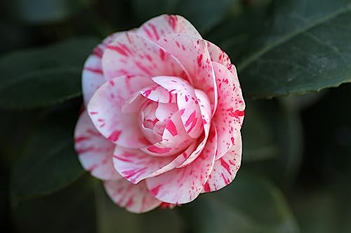 La Peppermint Camellia 3 Pack