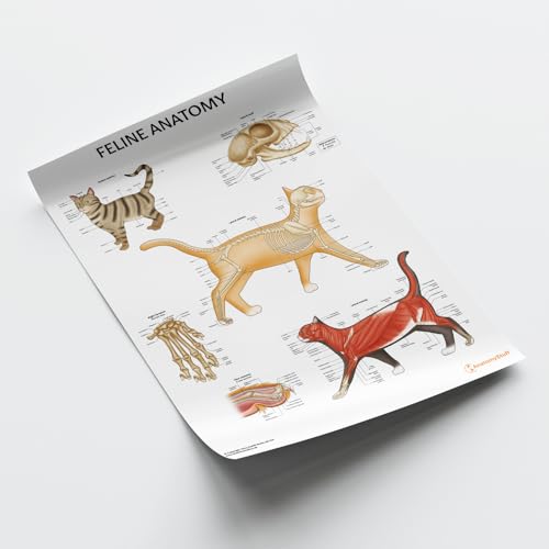 Anatomie du chat planches médicales et illustrations vétérinaires muscles et os - 3