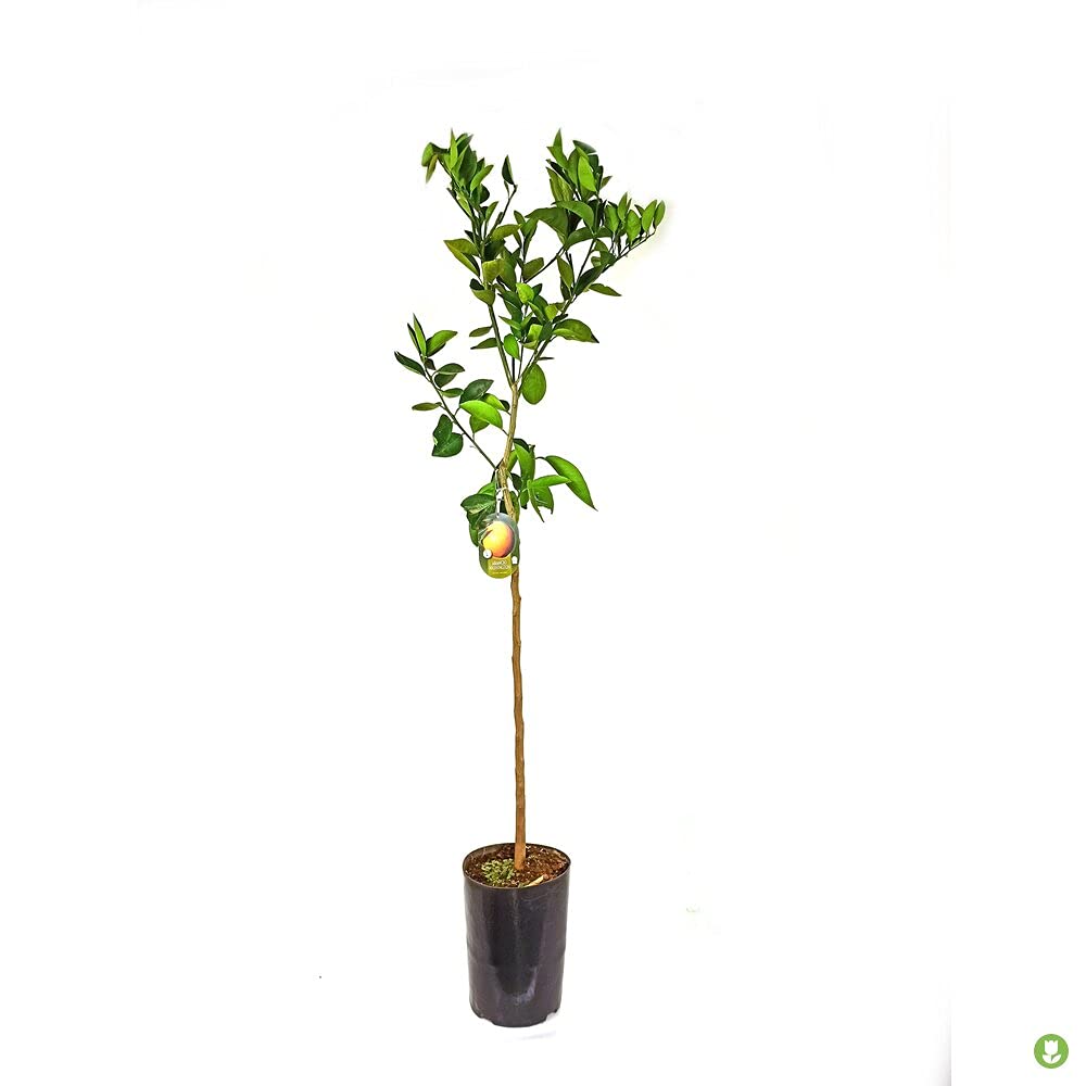 ARBOL NATURAL NARANJO WASHINGTON M20 140CM
