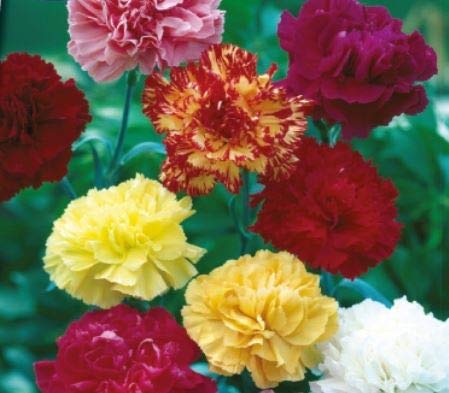 Pcs - 25x Carnation Grenadin Mix Dianthus Seeds KS608 - Seeds & Plants Shop by Ipsa
