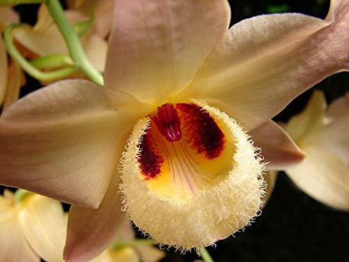 See full amazon price history chart for Kolkata Orchid Online Dendrobium Moschatum ssp Live Orchid Plant with 3.5 Inches Orchid Pot, Big Plant Kolkata Orchid Online Dendrobium Moschatum ssp Live Orchid Plant with 3.5 Inches Orchid Pot, Big Plant (B07C5WQ1SJ) Amazon Price History, Amazon Price Tracker