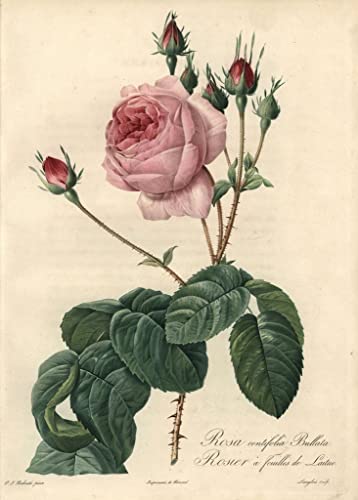 Toile Lettuce Leaf Rose Redouté impression art 58x90