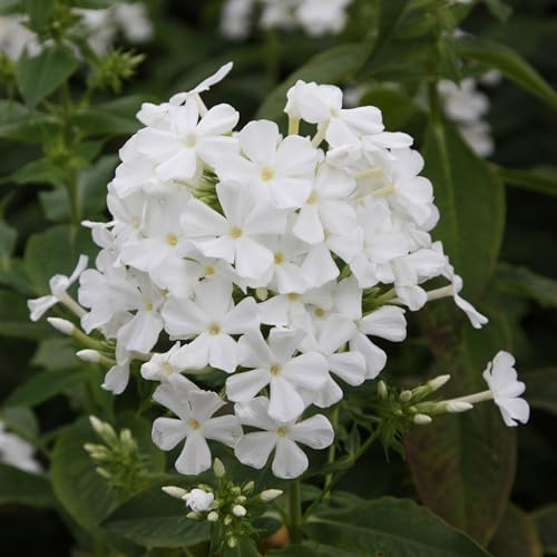 Plant Theory 9cm Pot Phlox Paniculata Mount Fuji Border Phlox Perennial