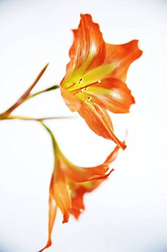 Imagekind Wall Art Print entitled Tiger Lily by Design Pics | 11 x 16