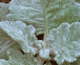 Salvia (Sage) argentea 100 Seeds
