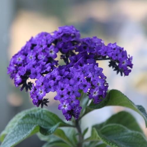 Heliotrope Marine Flower ~500 Seeds – Heliotropium arborescens – Non-GMO, Annual – Fragrant Violet Blooms – Full Sun – Indoor/Outdoor – Easy to Grow – Cut Flower & Bedding Plant – 91–98 Days
