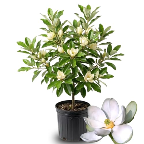 2 Years Old Sweetbay Magnolia Tree Live Plant in 3 Gallon Pot 23 Feet Tall Magnolia Virginiana Tree for Outdoor Garden or Landscape Growing