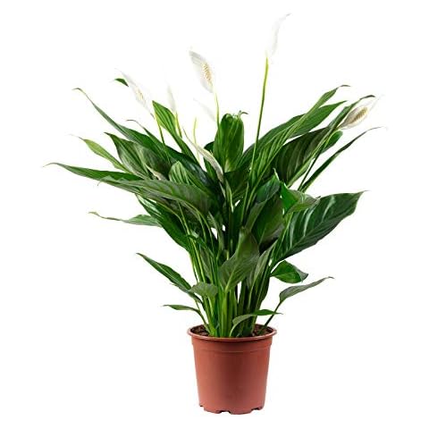 Plante d'intérieur Spathiphyllum Flowerbox Cover