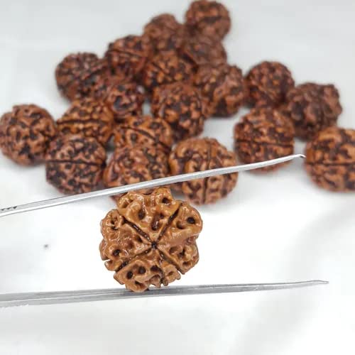 Image of Vado Certified 4 Mukhi Nepali Rudraksha with Authentic Lab Certificate Natural Beads (4 Mukhi)