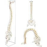 Lxwyq Super Flexibles Wirbelsäulenmodell, medizinisches Modell der menschlichen Wirbelsäule flexibel mit Becken- und Oberschenkelköpfen, Lebensgröße, 87cm/34 für Anzeige und Beratung
