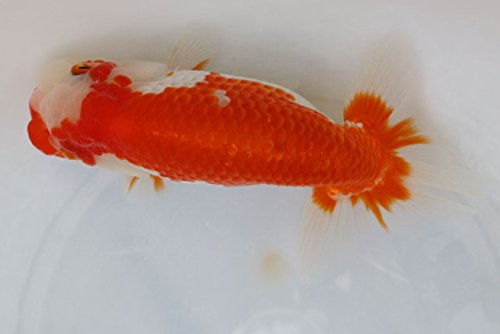 （国産金魚なまず園）協会系らんちゅう 当歳 3匹セット 全長約3～4cm前後 （生体70607-2-2)