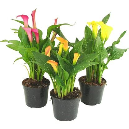 Calla o Lirio de Agua - Pack de 3 Plantas - Flores de Colores Llamtivos - Zantedeschia - Plantas Vivas