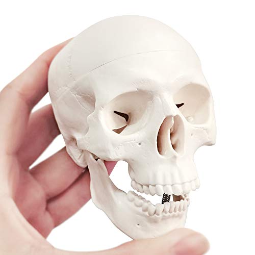 Mini Human Skull Model, 3 Parts Palm-Sized Anatomy Skull Model with Removable Skull Cap & Full Set Teeth, School Teaching-Learning Tool, Fun Decorations Halloween Decorations Pirate Themed Decorations