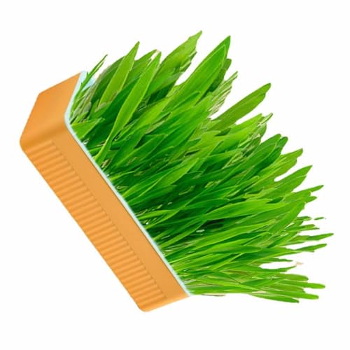 Plantador de Grama para Gatos, Plantador de Grama Hidropônico para Gatos Com Pote Kit de Grama Hidro
