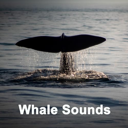 Whale Sounds (90 Min. Environmental, Mindfulness Meditation, Sleep, Pure Ocean Whale Sounds)