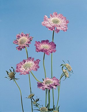 Scabiosa caucasica Perfecta Clear Blue 250 Seeds