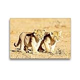  CALVENDO Premium Textil-Leinwand 45 cm x 30 cm quer, Zwei wie Pech und Schwefel - tapsige Löwenbabys erkunden die Welt  Wandbild, Bild auf Keilrahmen. in Namibia, Afrika Tiere Tiere