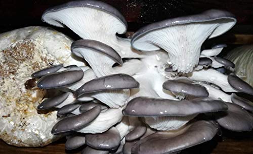Oyster Mushroom Growing Kit Log Organic Non-GMO 3 lbs Log by Dave Mushroom Farm - Grow Your own Delicious Organic Oyster Mushrooms at Home. Edible and Gourmet Mushroom. Gift