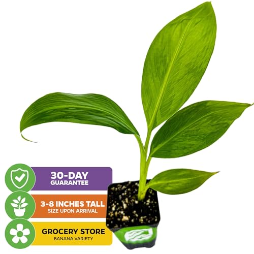 Dwarf Cavendish Banana Plant Live Tree - Musa by Wellspring Gardens – Starter Plant for Indoor and Outdoor Ambiance - Compact Size